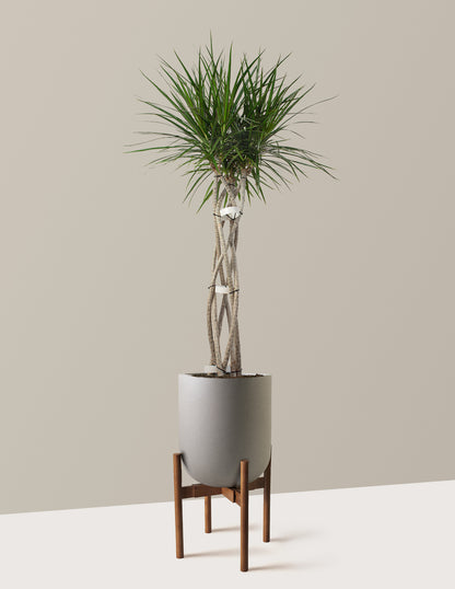 Large Dracaena Marginata Open Weave