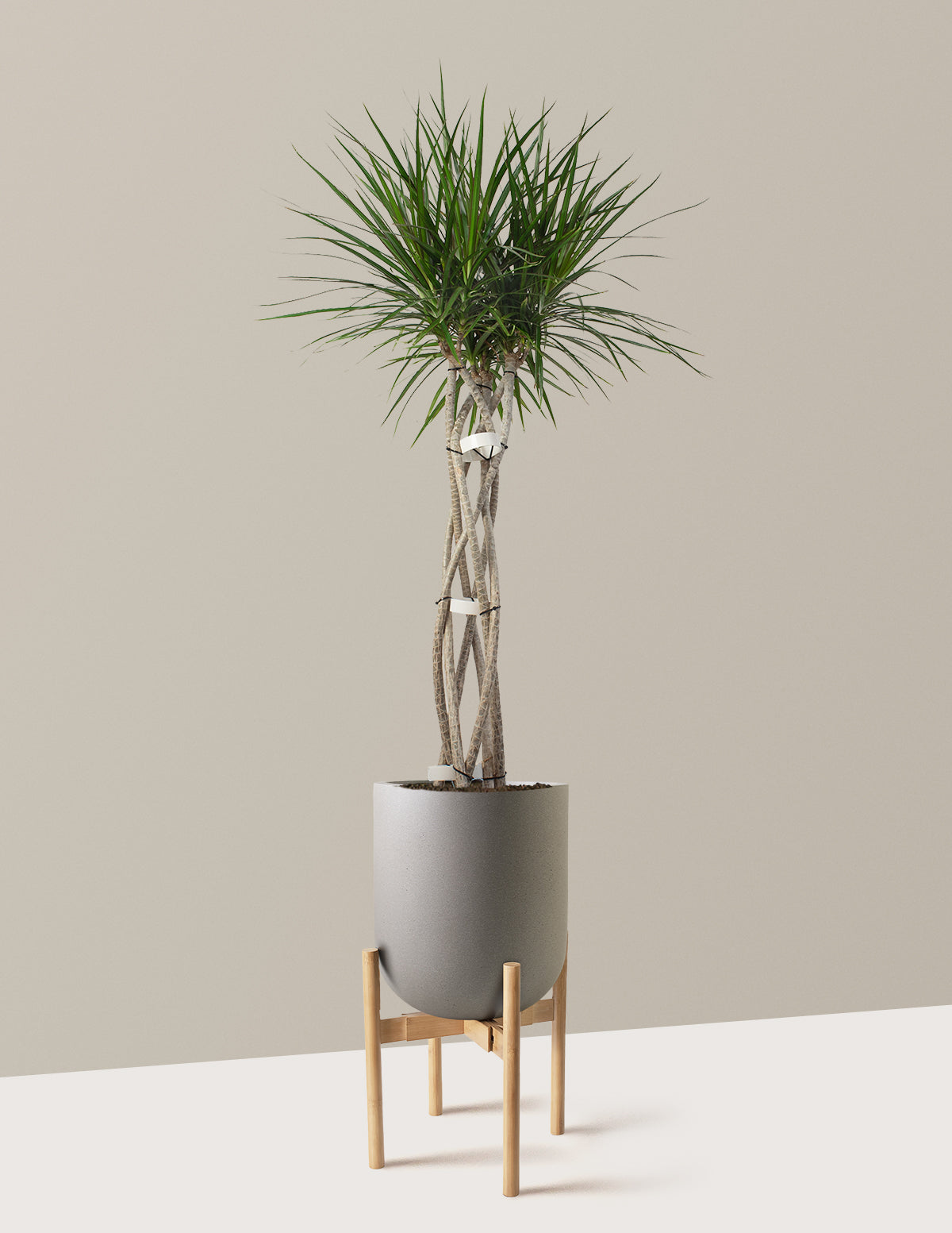 Large Dracaena Marginata Open Weave