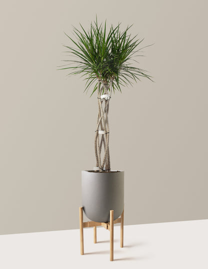 Large Dracaena Marginata Open Weave