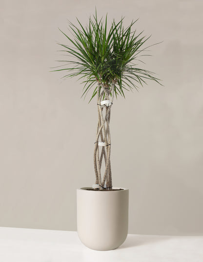 Large Dracaena Marginata Open Weave