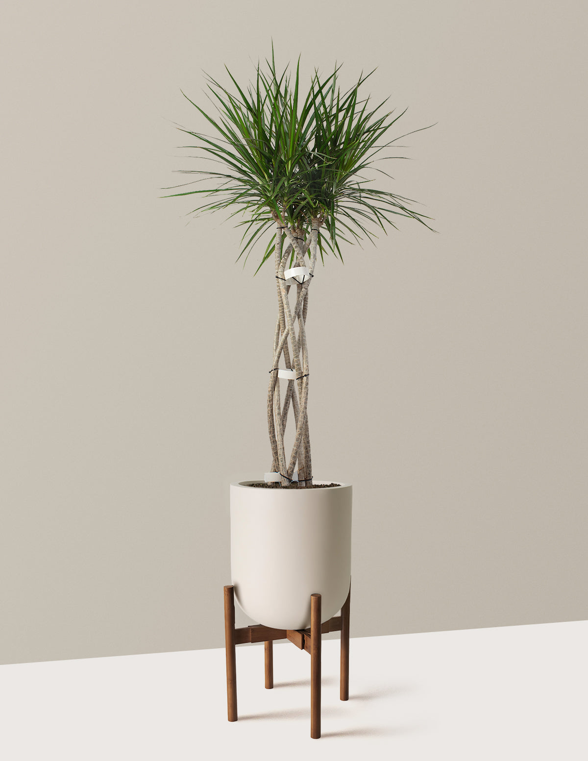 Large Dracaena Marginata Open Weave