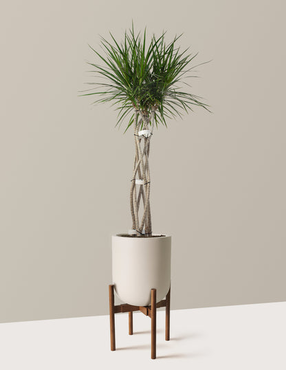Large Dracaena Marginata Open Weave