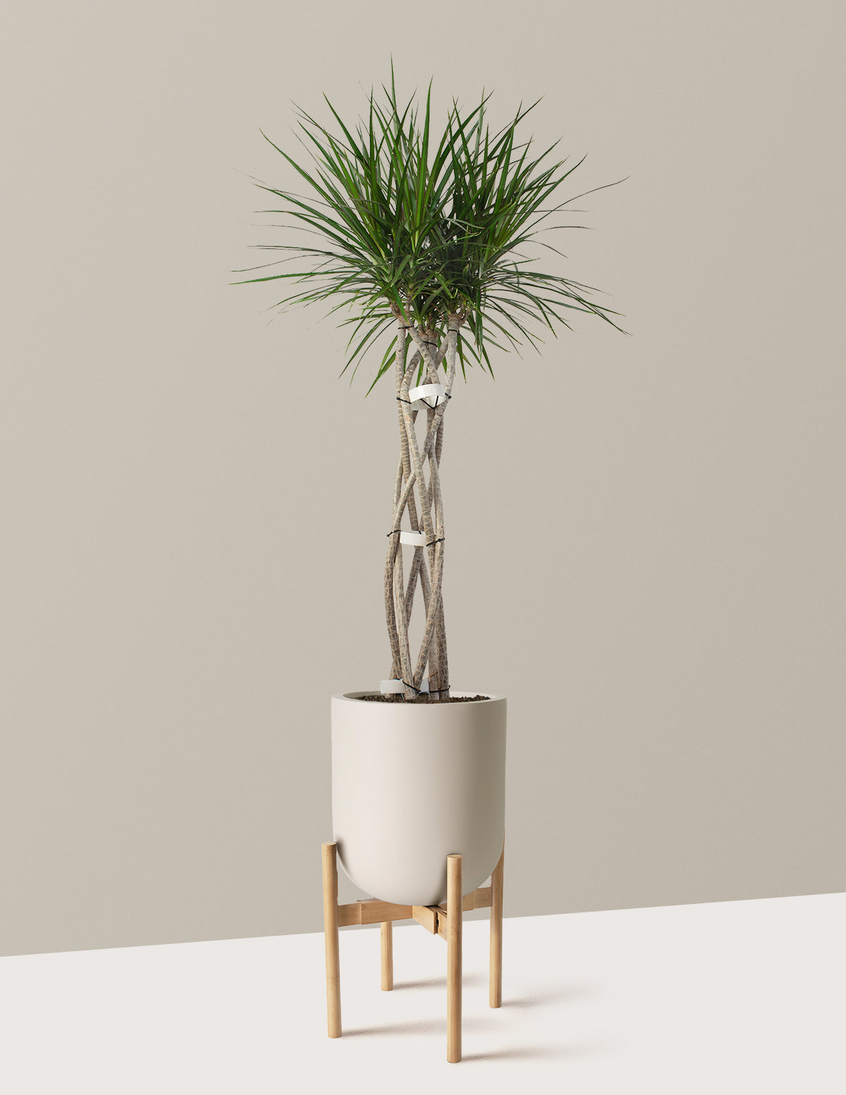 Large Dracaena Marginata Open Weave