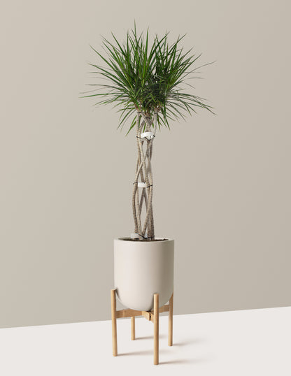 Large Dracaena Marginata Open Weave
