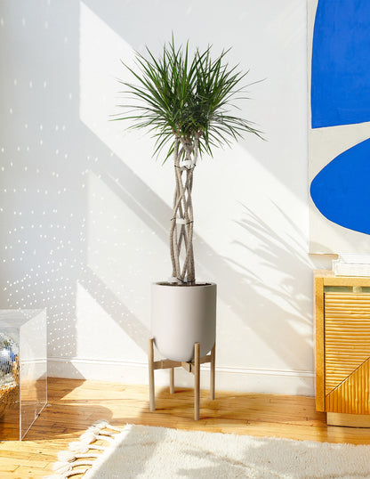 Large Dracaena Marginata Open Weave