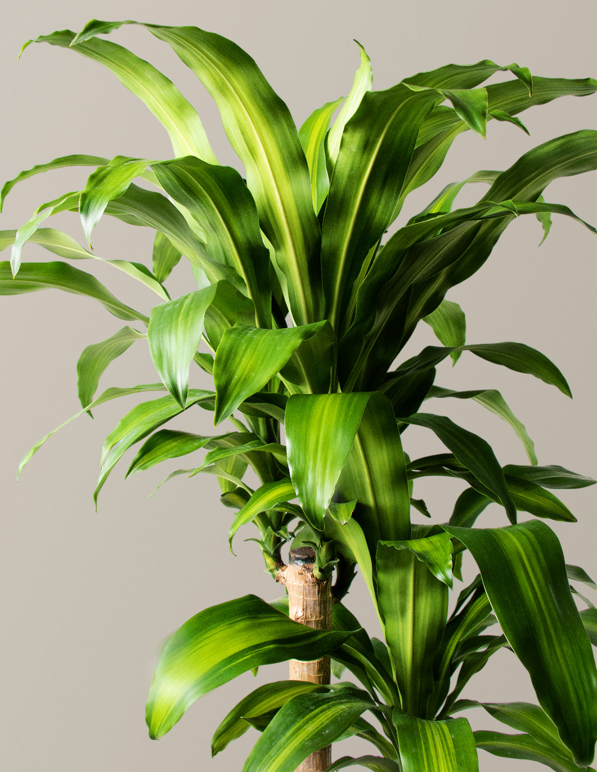 dracaena hookeriana Dracaena Mass Cane Houseplant - Extra Large (5'-6' tall) Grow Pot