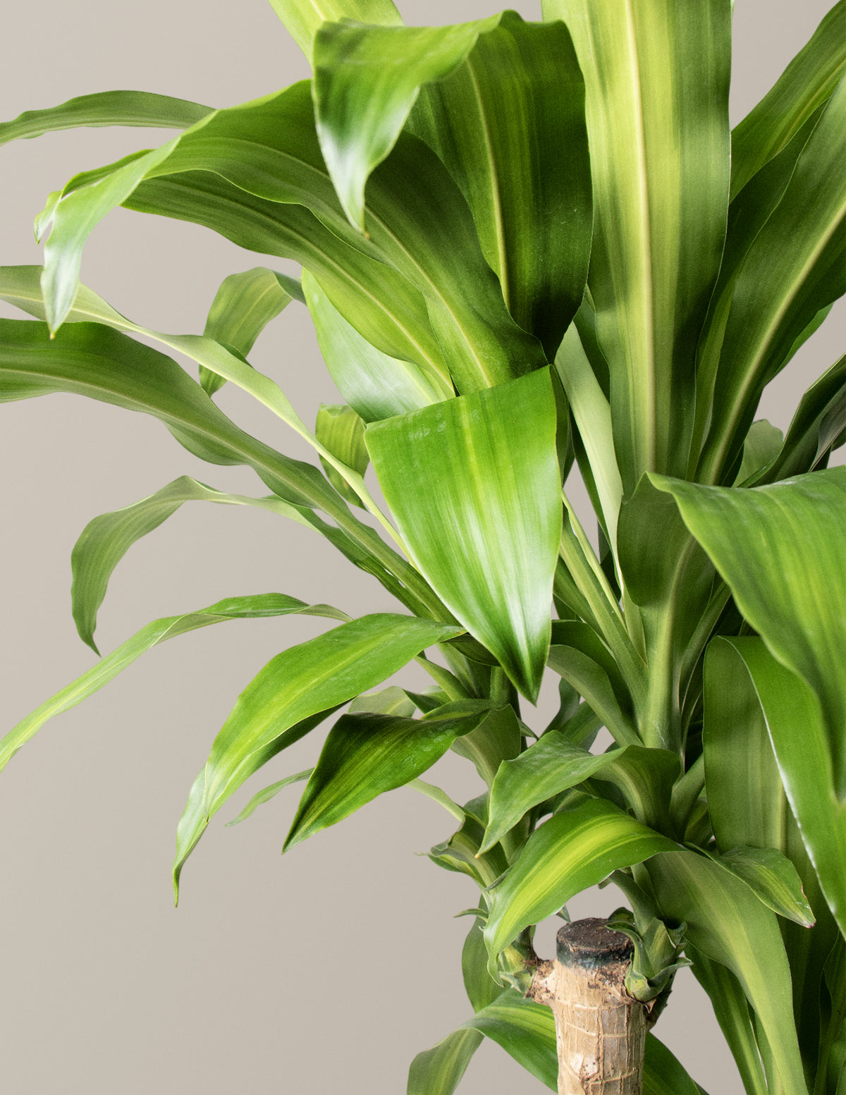 foliage dracaena Dracaena Mass Cane Houseplant - Extra Large (5'-6' tall) Grow Pot