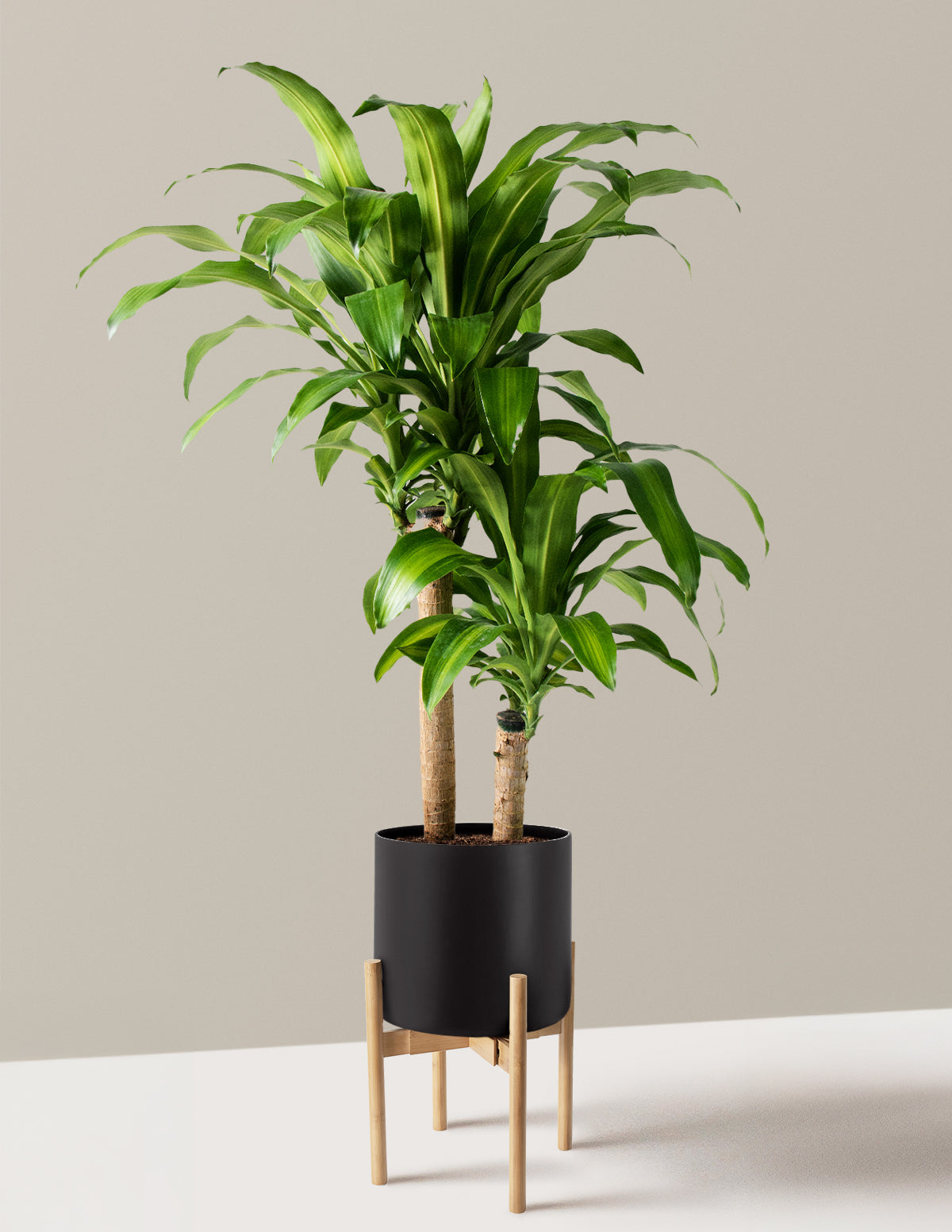 Large Dracaena Mass Cane