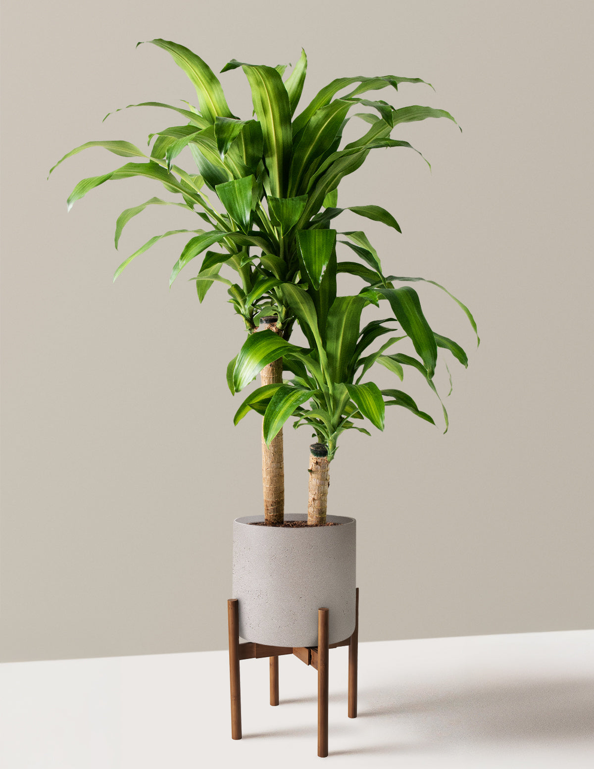 Large Dracaena Mass Cane