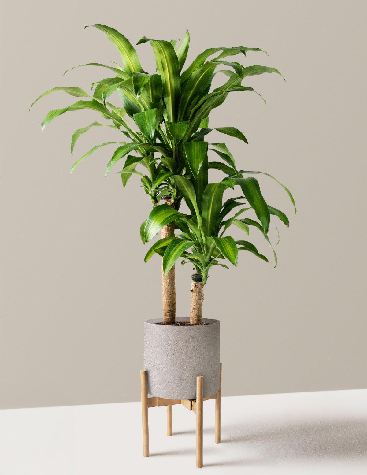 Large Dracaena Mass Cane