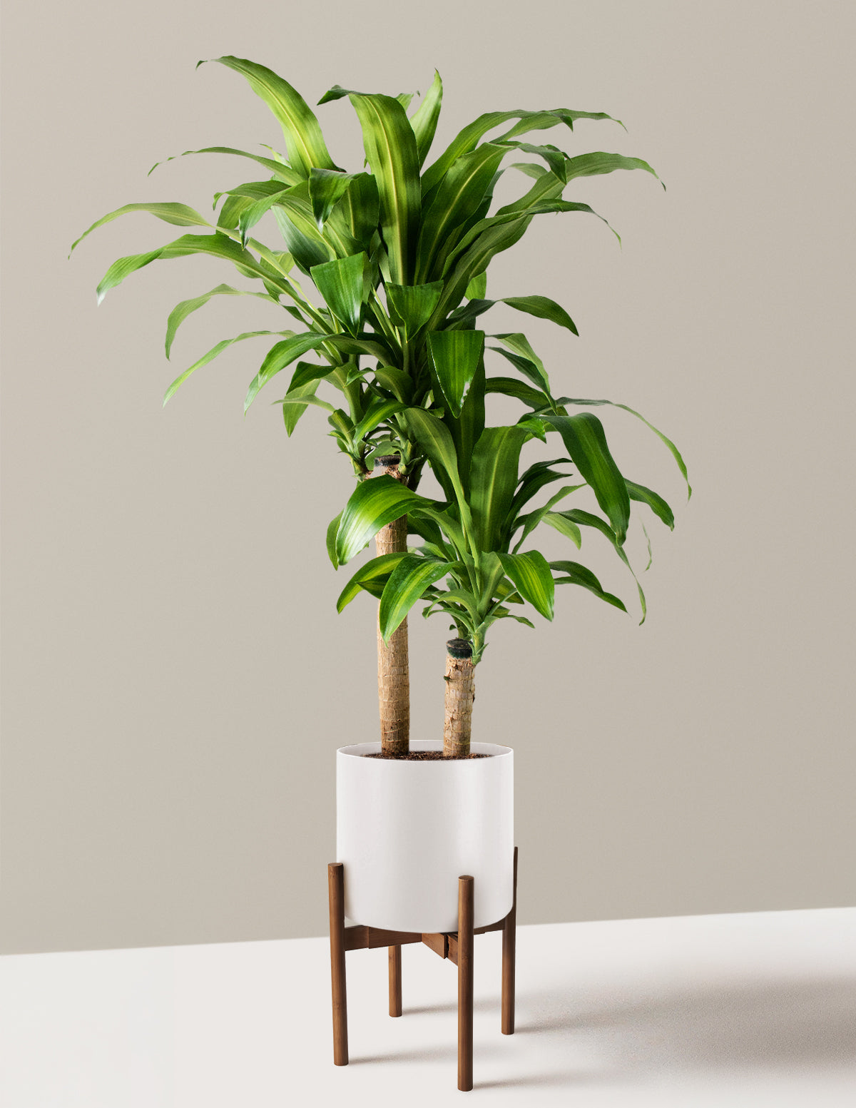 Large Dracaena Mass Cane