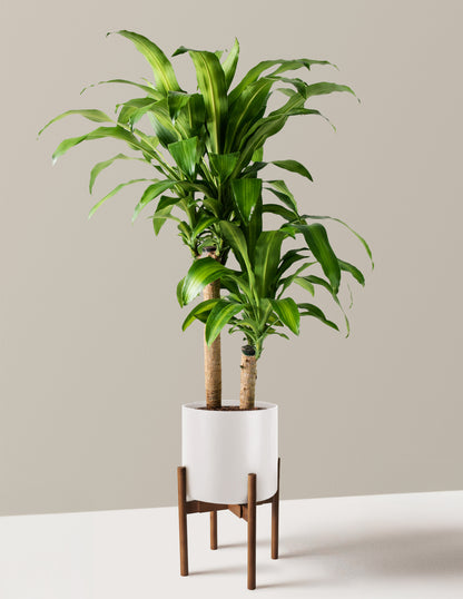Large Dracaena Mass Cane