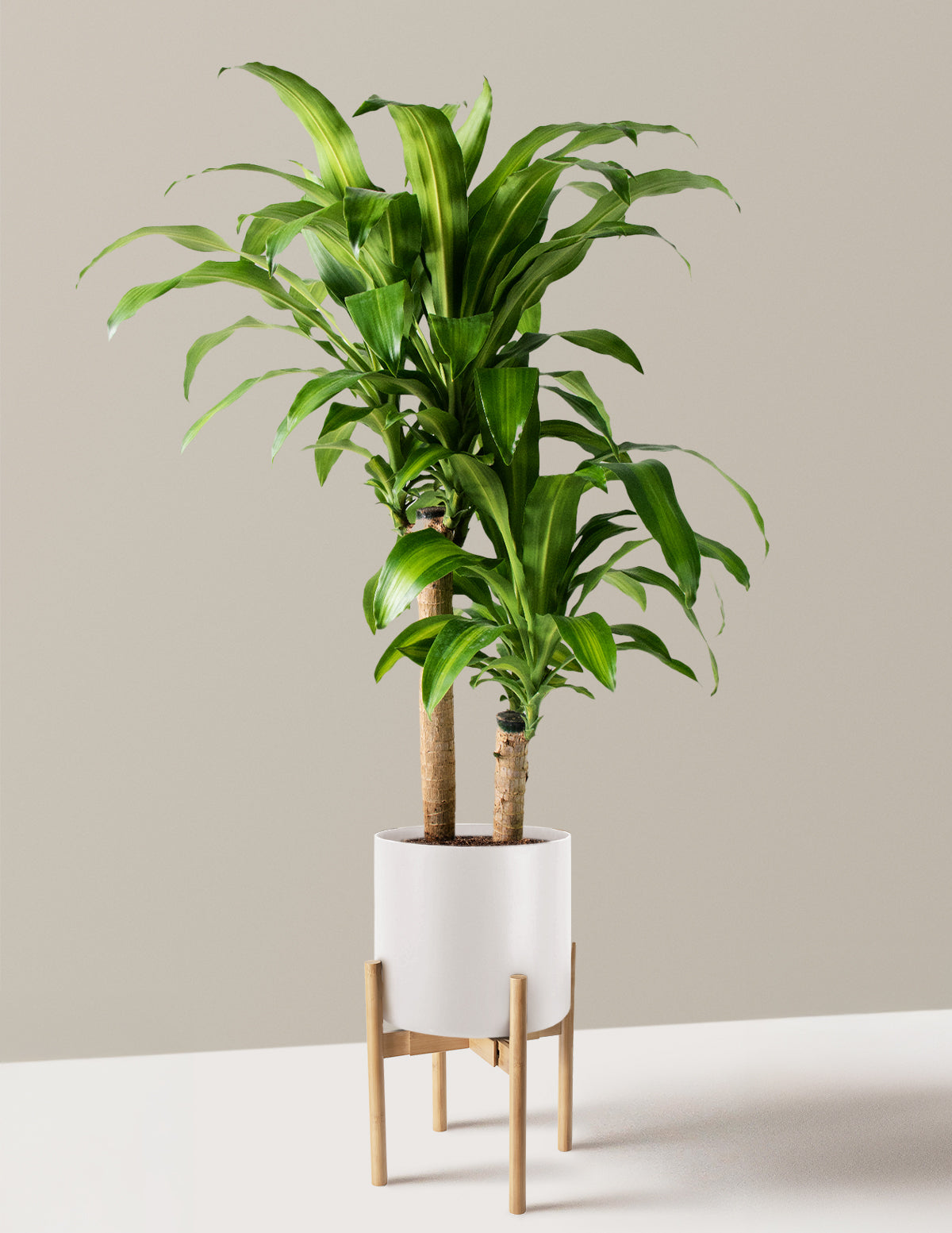 Large Dracaena Mass Cane