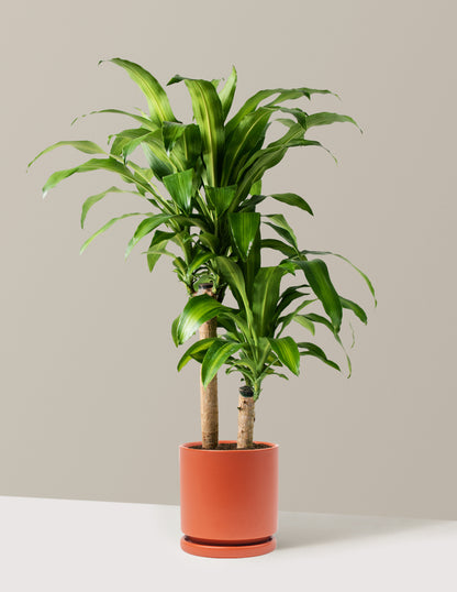 Large Dracaena Mass Cane