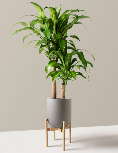 Large Dracaena Mass Cane