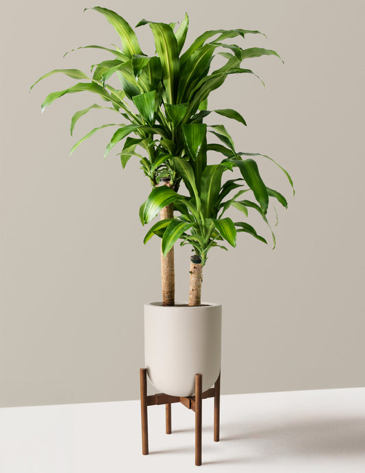 Large Dracaena Mass Cane