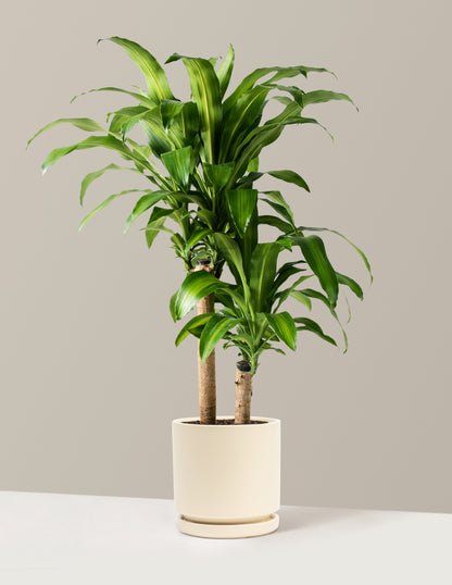 Large Dracaena Mass Cane