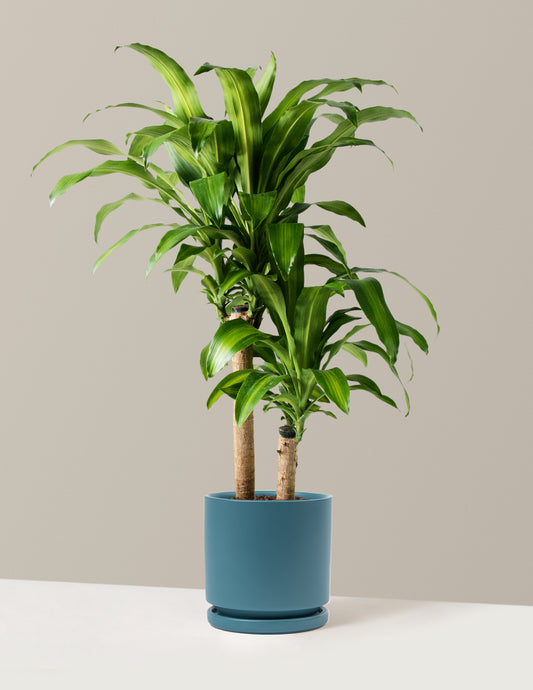 Large Dracaena Mass Cane
