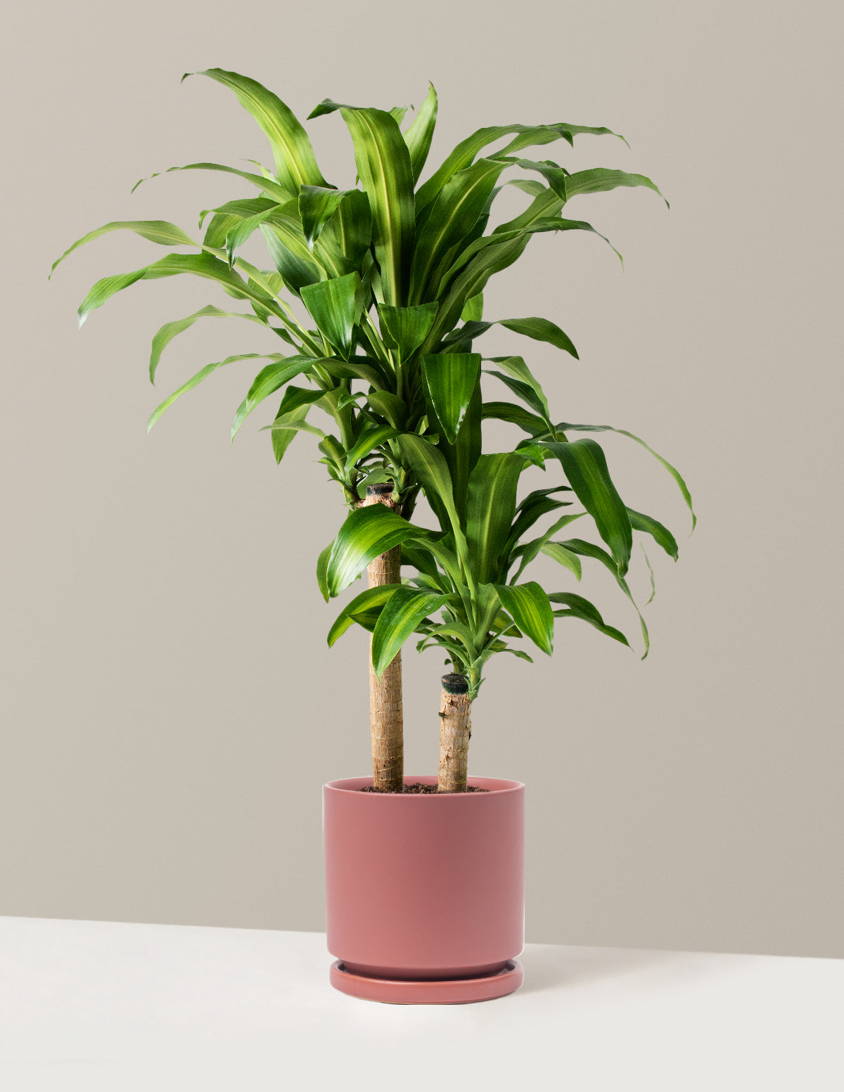 Large Dracaena Mass Cane