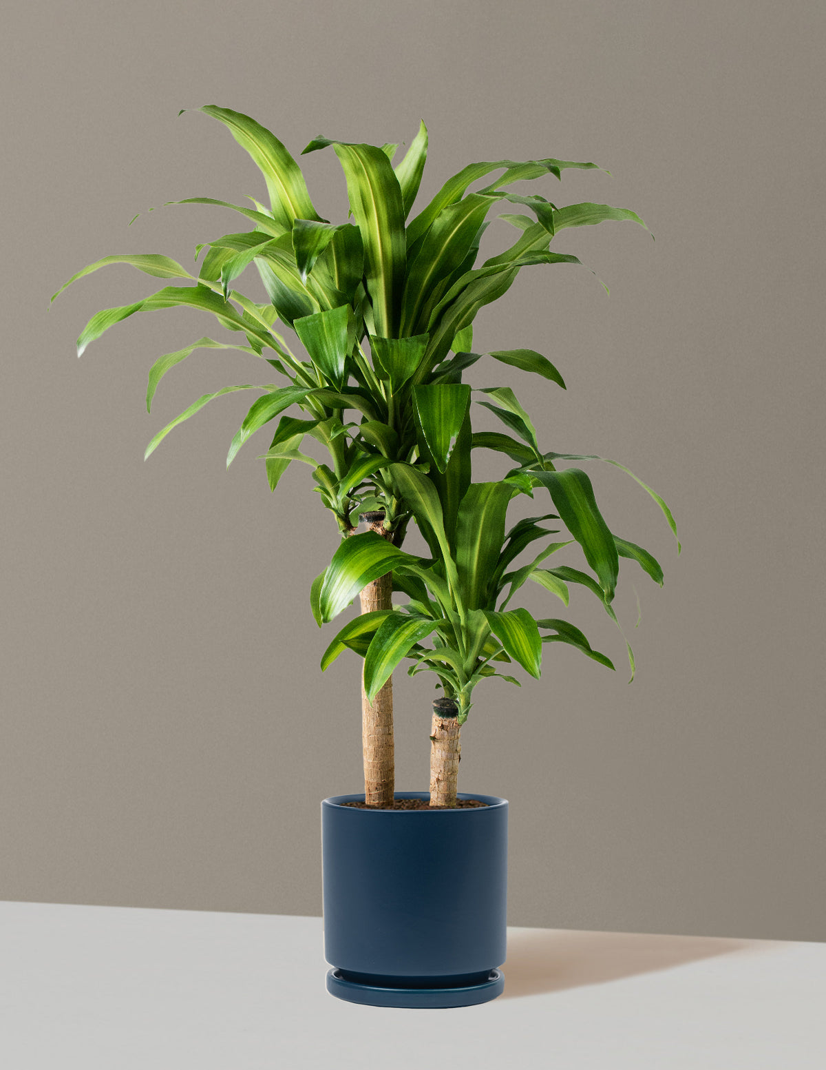 Large Dracaena Mass Cane