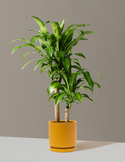 Large Dracaena Mass Cane