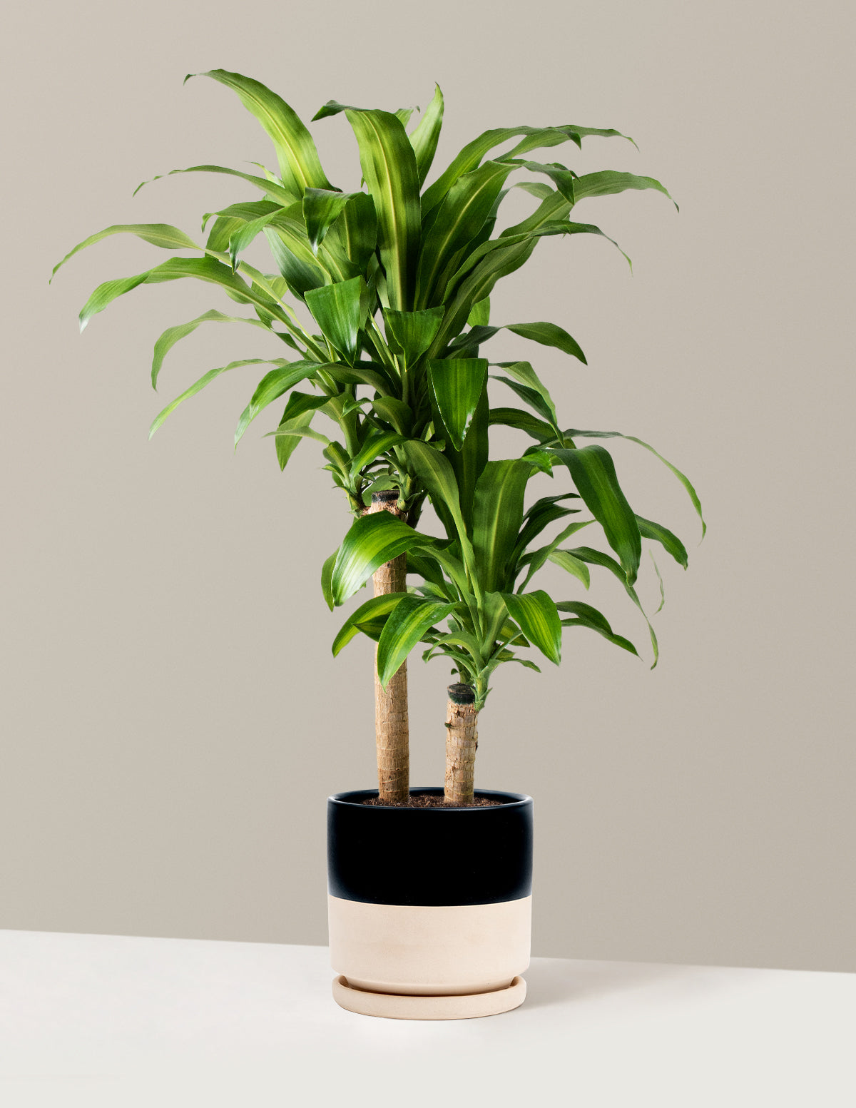 Large Dracaena Mass Cane