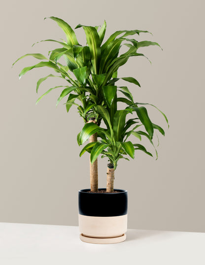 Large Dracaena Mass Cane
