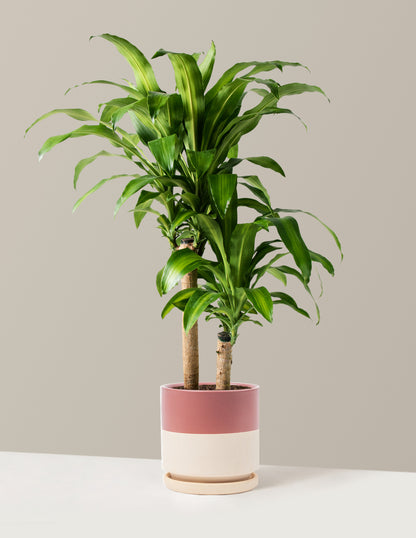 corn plant indoor house plant Dracaena Mass Cane Houseplant - Extra Large (5'-6' tall) Grow Pot