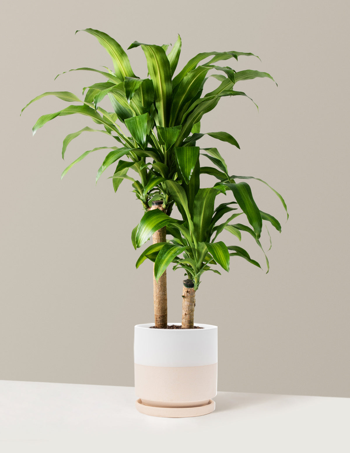 Large Dracaena Mass Cane