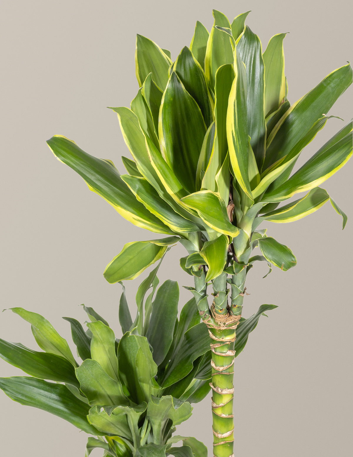 dracaena gold plant Dracaena Steudneri Gold Dream Houseplant with Planter - Large (3-4' tall) Dusty Rose Planter