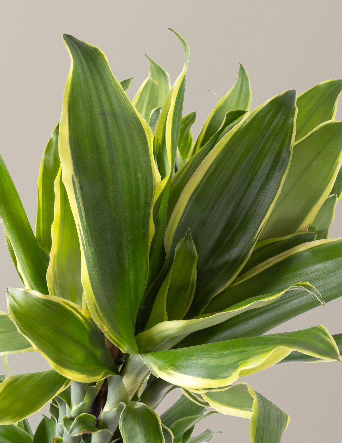 dracaena steudneri sol Dracaena Steudneri Gold Dream Houseplant with Planter - Large (3-4' tall) Dusty Rose Planter