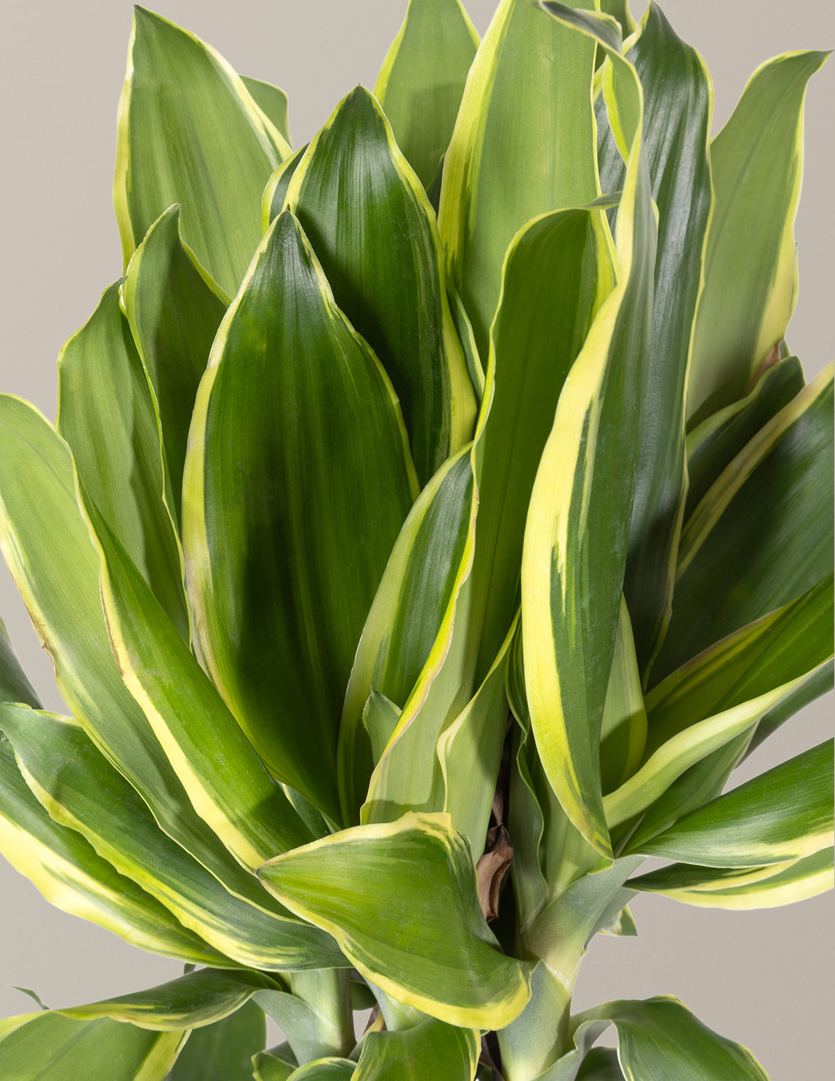 vigoro dracaena golden Dracaena Steudneri Gold Dream Houseplant with Planter - Large (3-4' tall) Dusty Rose Planter
