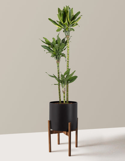 Dracaena Steudneri Gold Dream