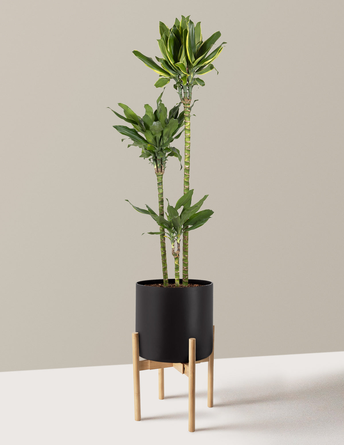 Dracaena Steudneri Gold Dream
