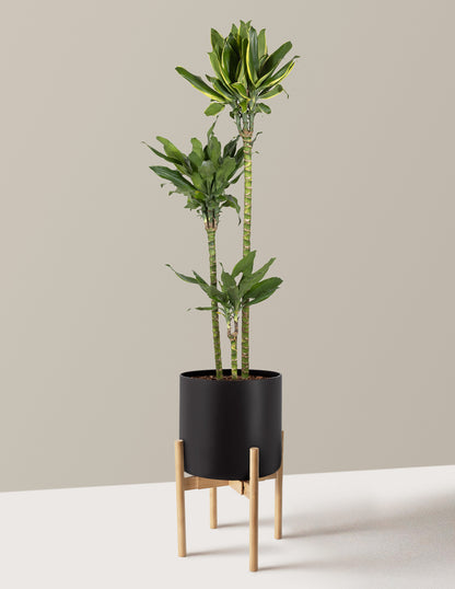 Dracaena Steudneri Gold Dream