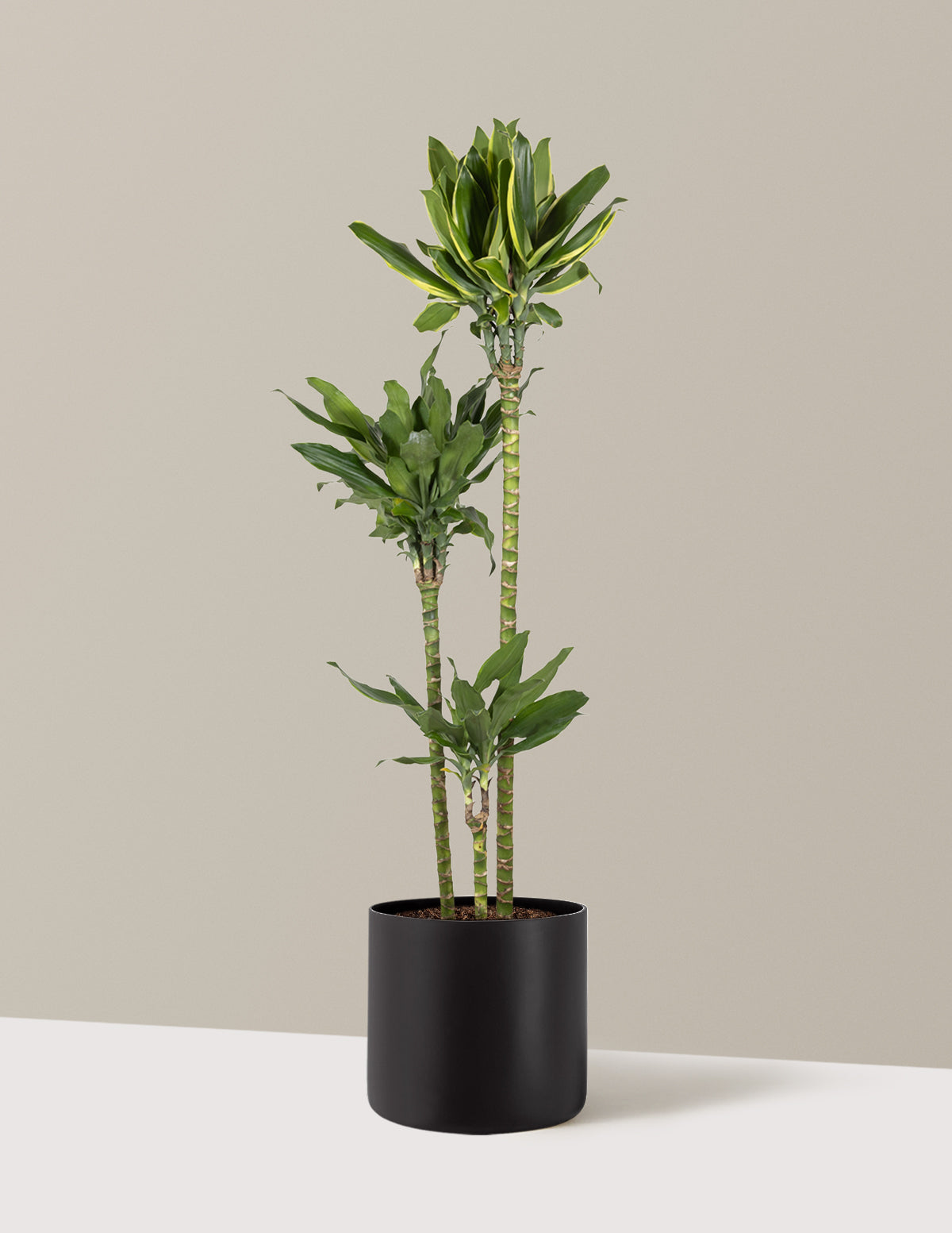 Dracaena Steudneri Gold Dream