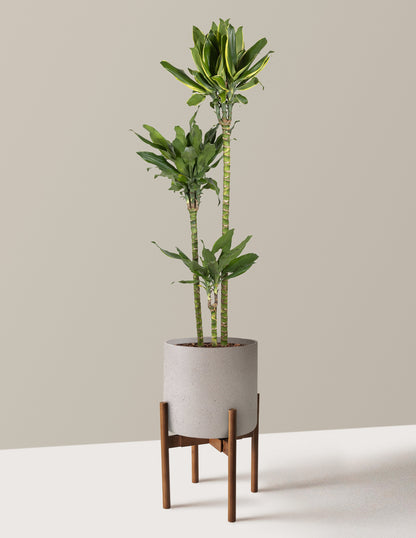 Dracaena Steudneri Gold Dream