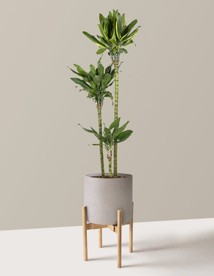 Dracaena Steudneri Gold Dream