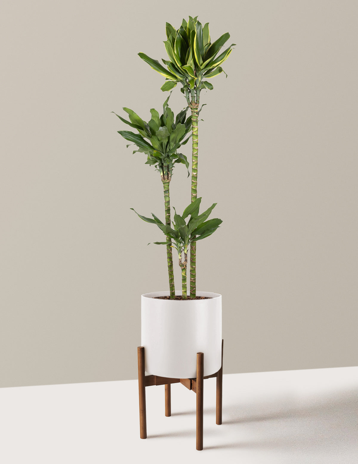 Dracaena Steudneri Gold Dream
