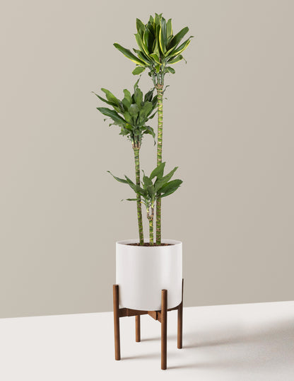 Dracaena Steudneri Gold Dream