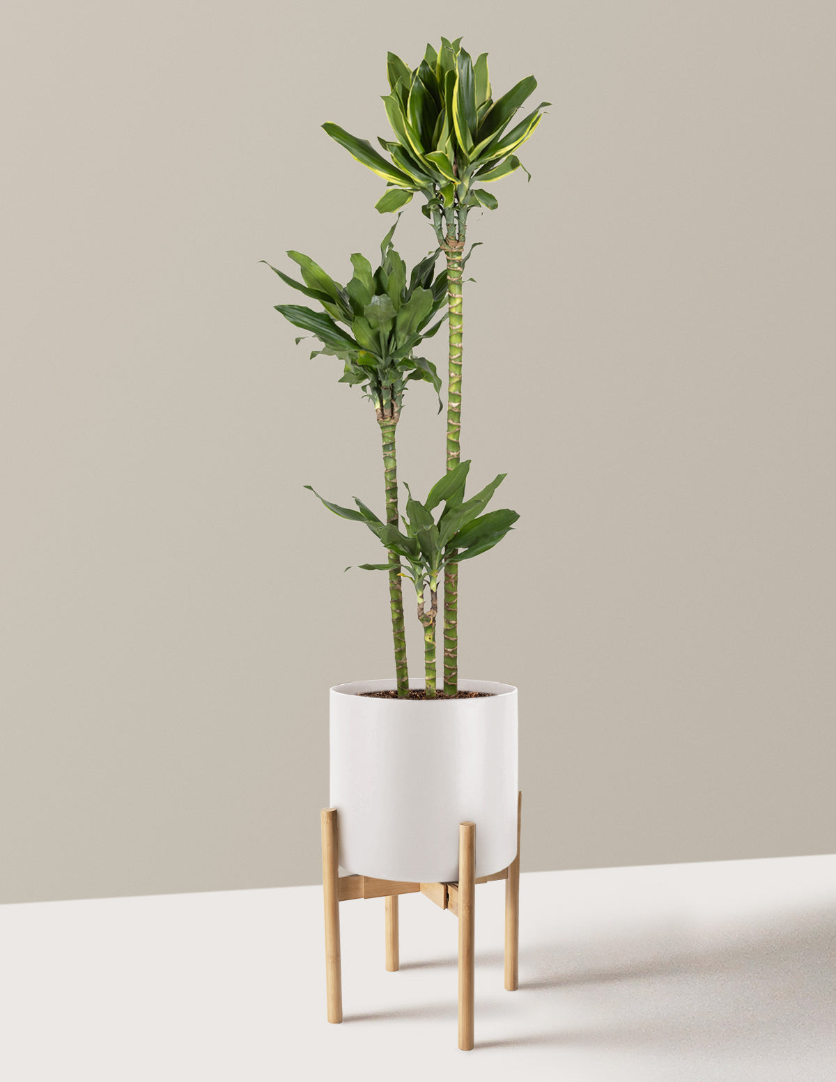 Dracaena Steudneri Gold Dream