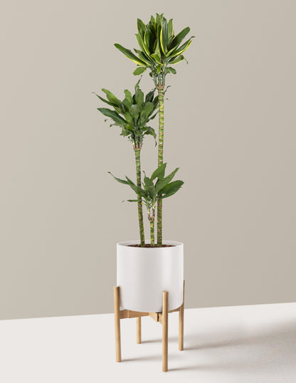 Dracaena Steudneri Gold Dream