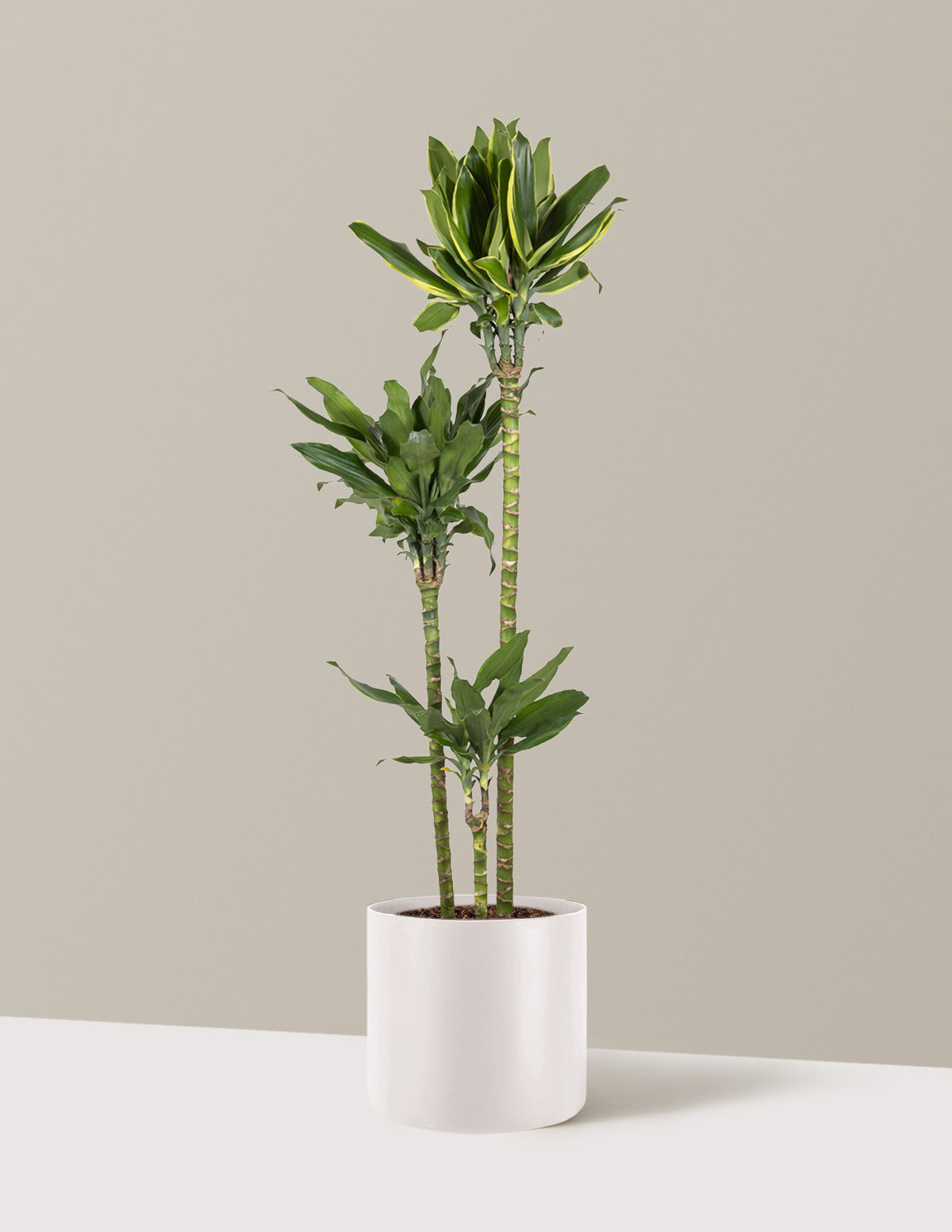 Dracaena Steudneri Gold Dream