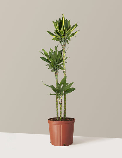 Dracaena Steudneri Gold Dream