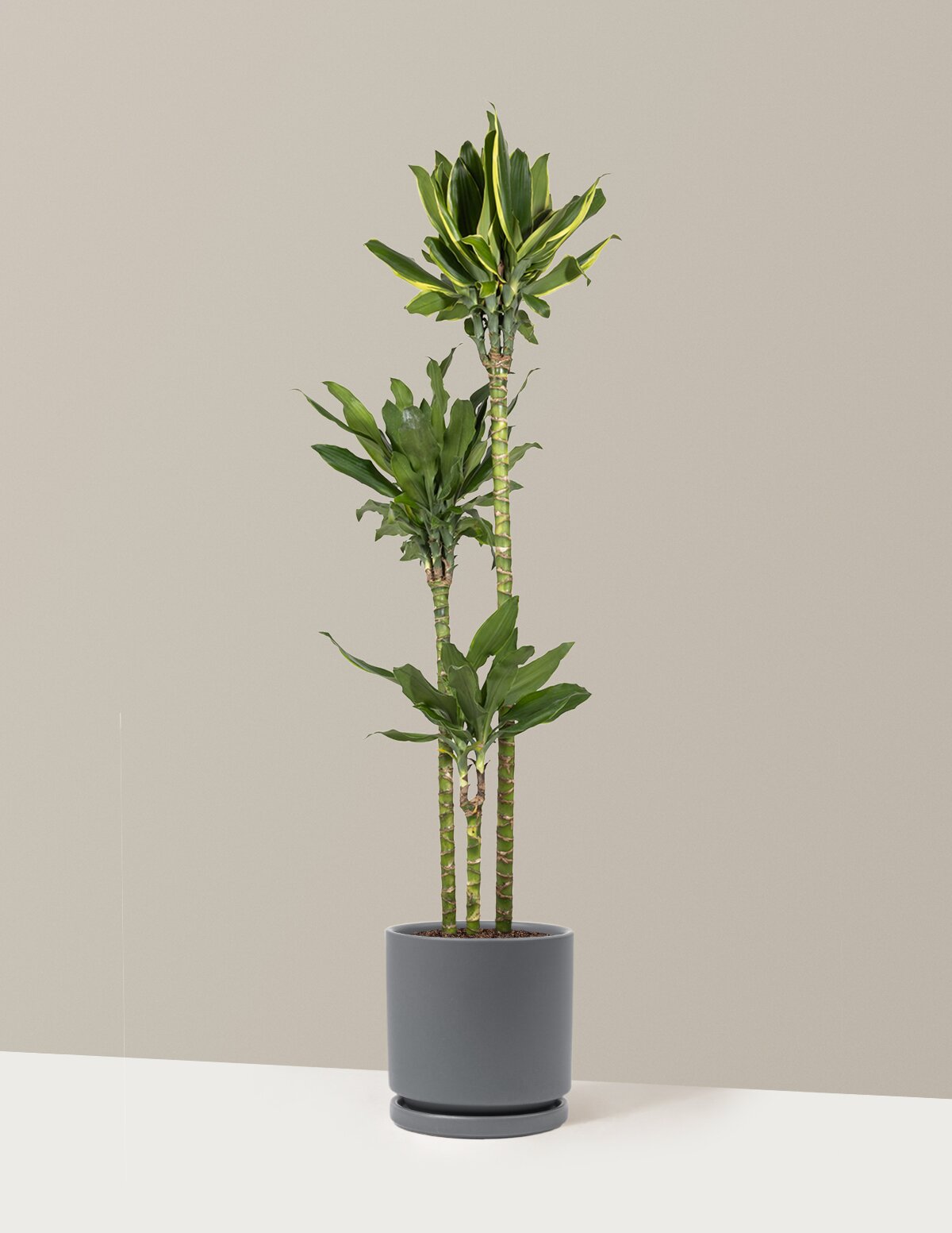 Dracaena Steudneri Gold Dream