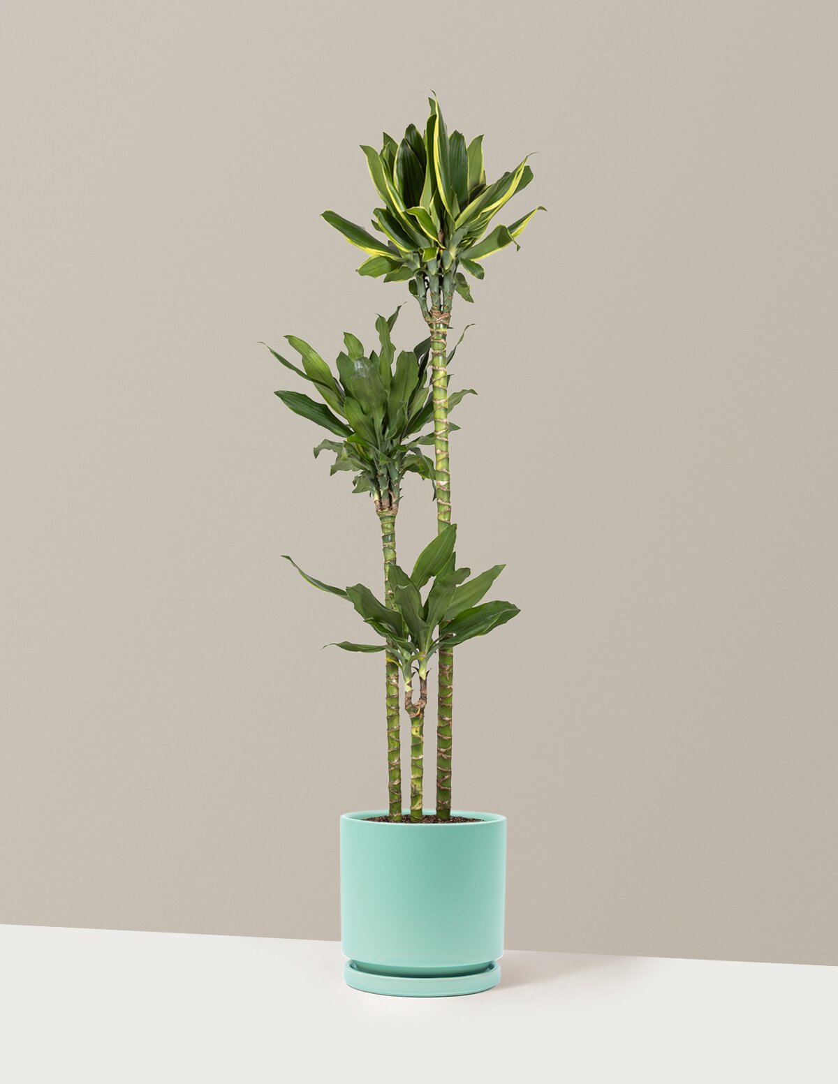 Dracaena Steudneri Gold Dream