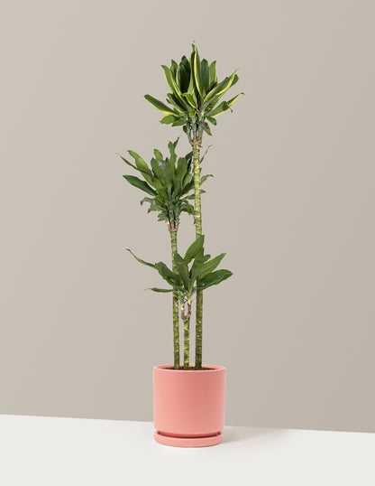 Dracaena Steudneri Gold Dream