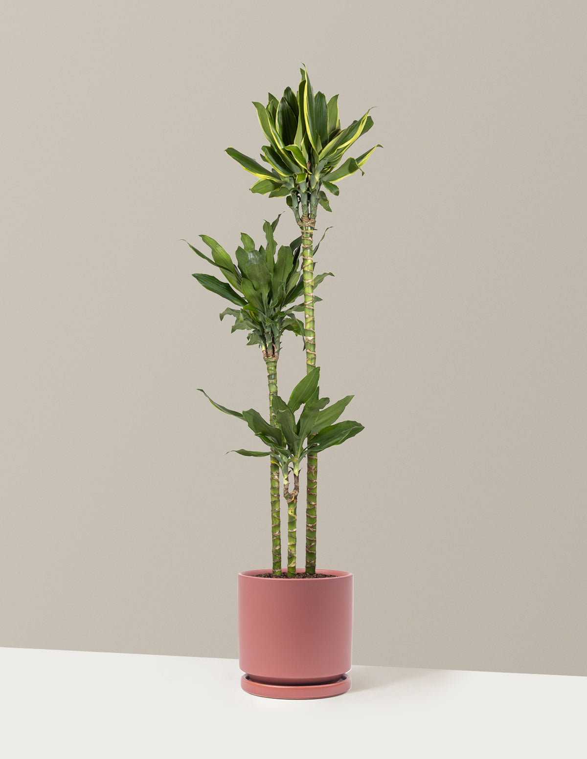 Dracaena Steudneri Gold Dream