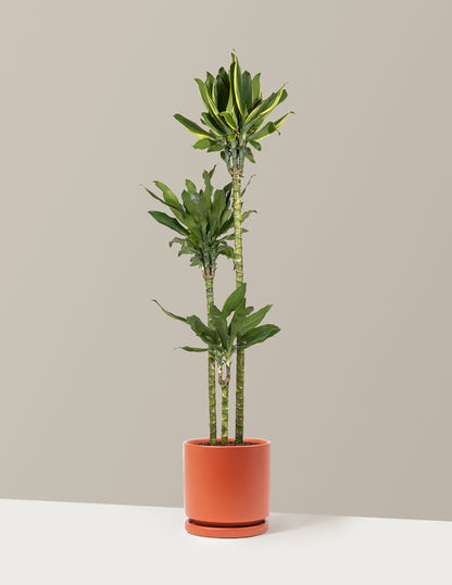 Dracaena Steudneri Gold Dream