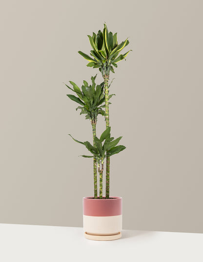 Dracaena Steudneri Gold Dream